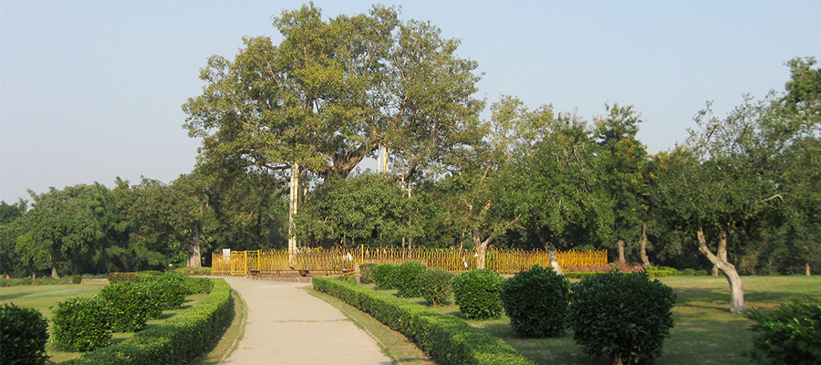 ananda bodhi tree