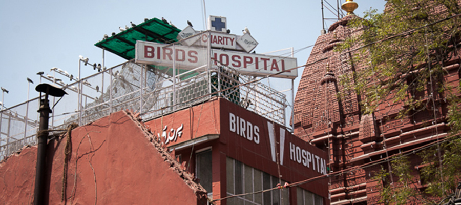 charity bird hospital