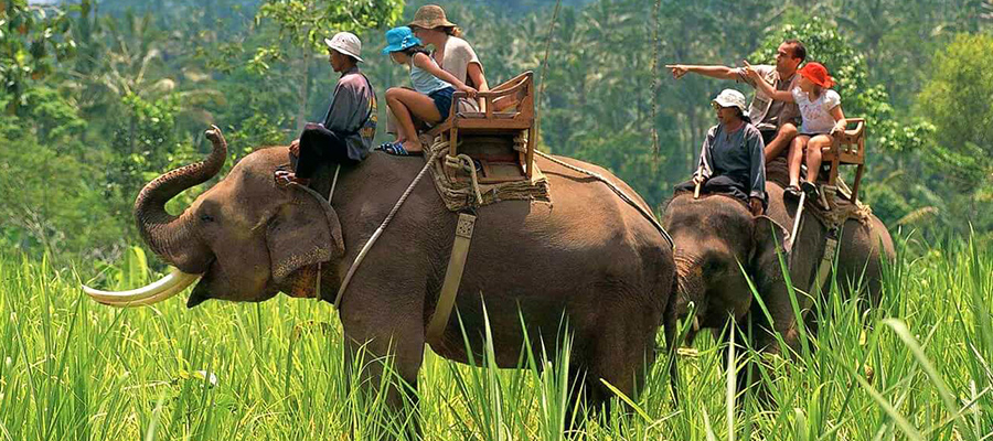 corbett elephant safari