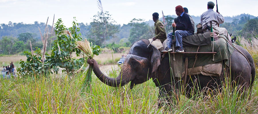 corbett elephant safari