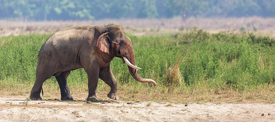 corbett national park