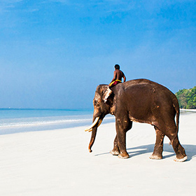 elephant beach havelock