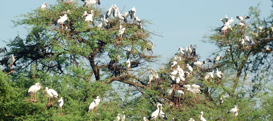 keoladeo national park