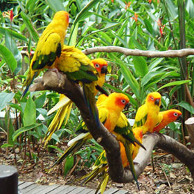 kumarakom bird sanctuary