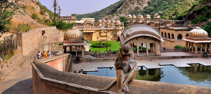 monkey temple