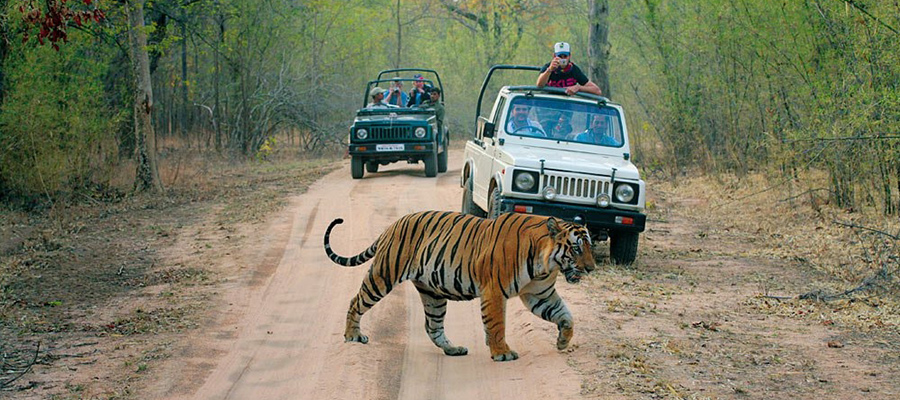 ranthambore national park