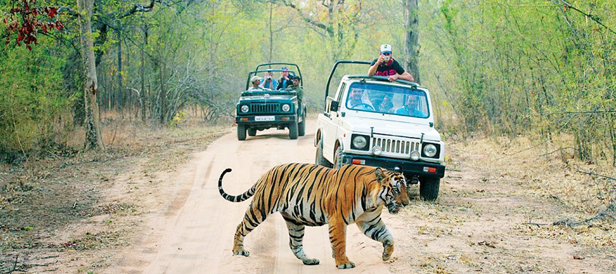 ranthambore national park