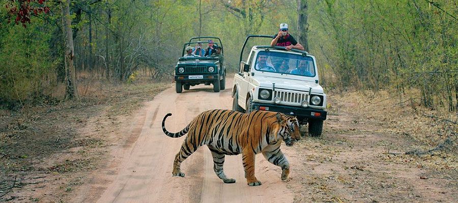 ranthambore national park