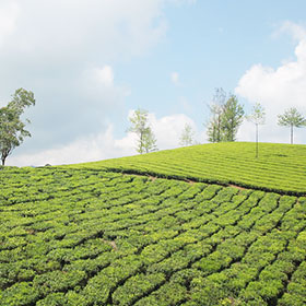 tea plantation munnar