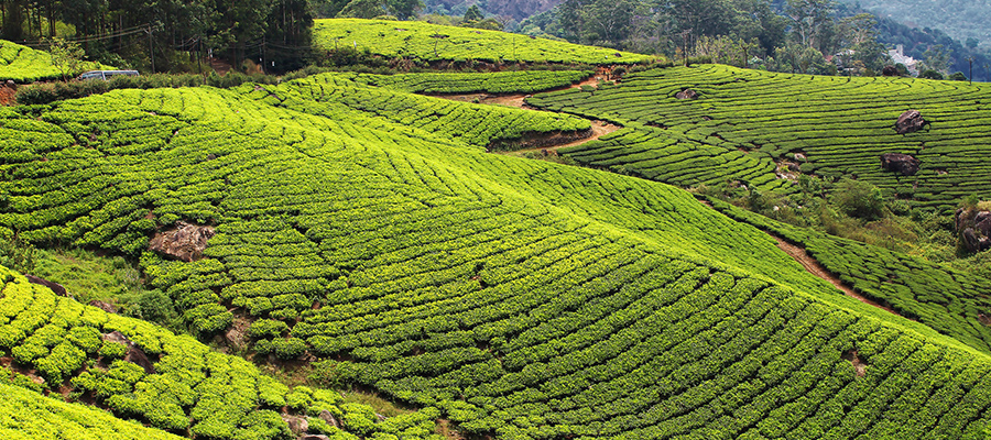 tea plantations munnar